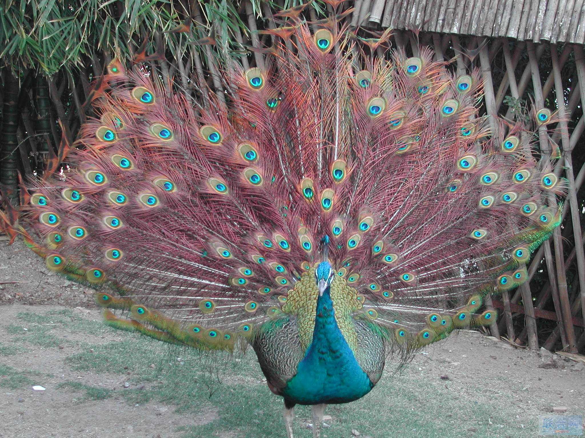 �{(l��n)��ȸ