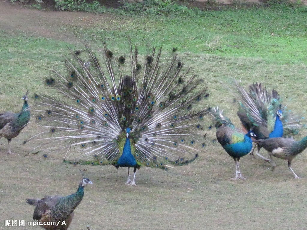 藍(lán)孔雀